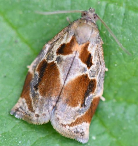 Réf. 324 088 : Archips crataegana